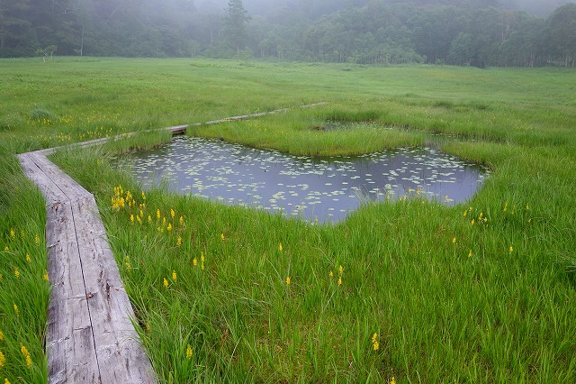 尾瀬ヶ原　至仏山登山道