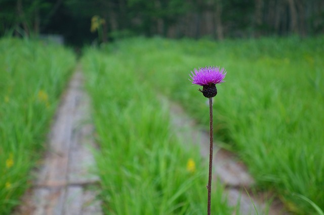尾瀬ヶ原　至仏山登山道