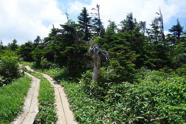 オヤマ沢田代