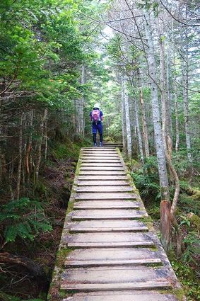 国師ヶ岳登山道