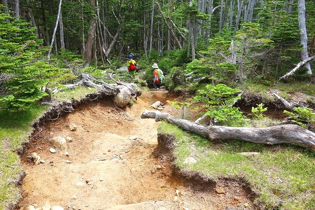 国師ヶ岳登山道