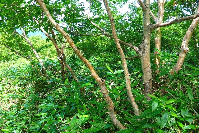 根子岳登山道のダケカンバ