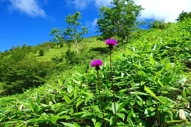 根子岳登山道の花　アザミ