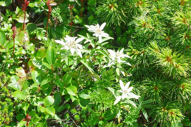 根子岳登山道の花　ウスユキソウ