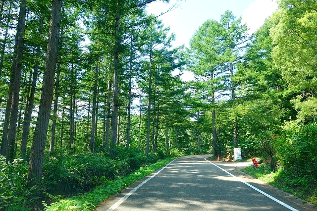妙高山麓　笹ヶ峰への道