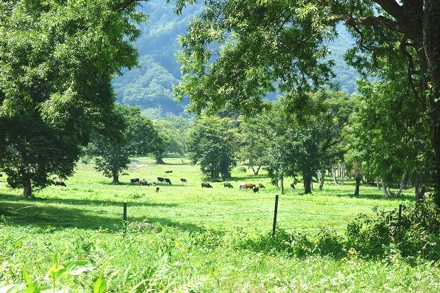 笹ヶ峰牧場