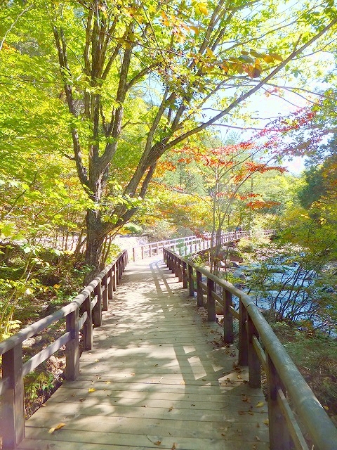 赤沢自然休養林遊歩道
