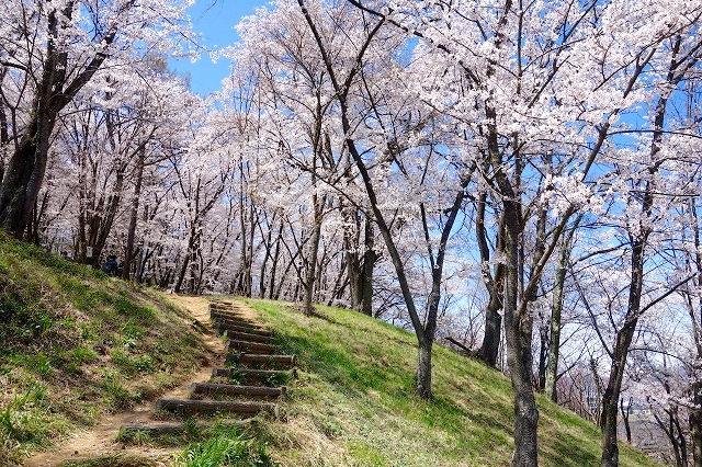 弘法山古墳の桜