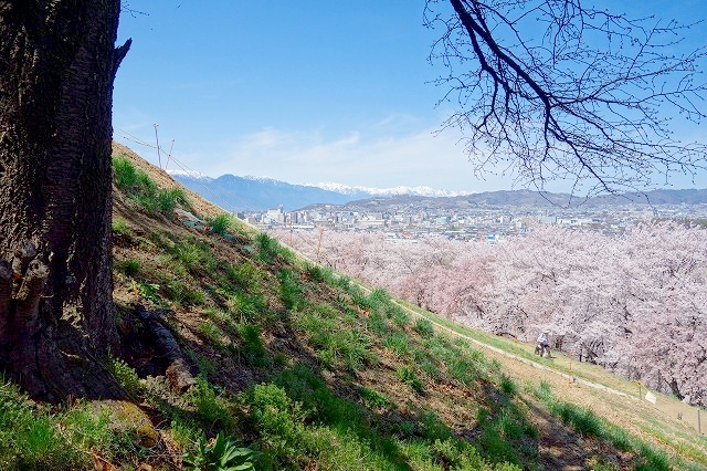 弘法山古墳の桜