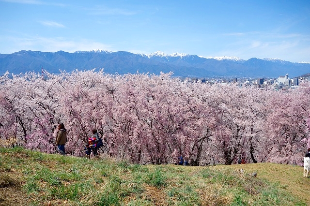 弘法山古墳の桜と北アルプス