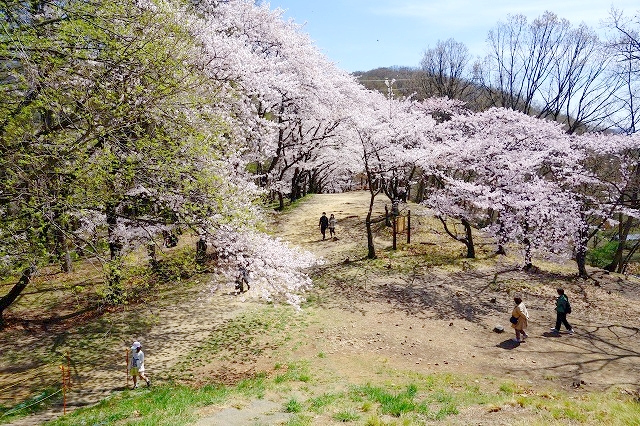 弘法山古墳の桜