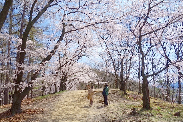 弘法山古墳の桜