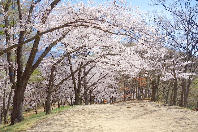 弘法山古墳の桜