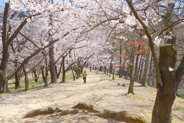 弘法山古墳の桜