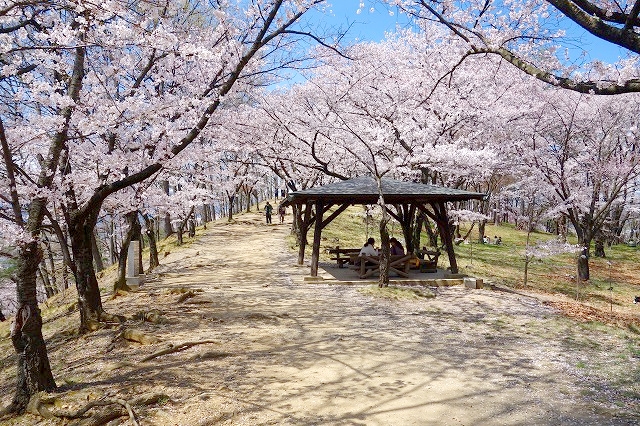 弘法山古墳の桜
