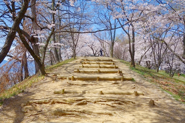弘法山古墳の桜