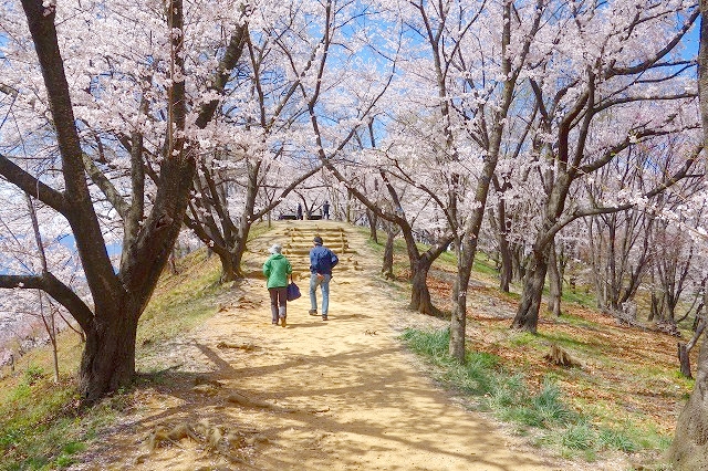 弘法山古墳の桜
