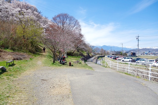 弘法山古墳の桜