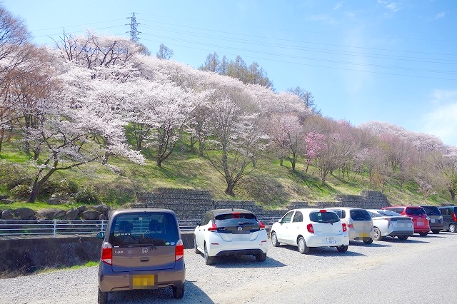 弘法山古墳の桜