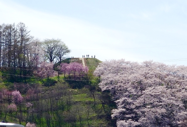 弘法山古墳墳丘部の遠景